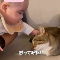 撫でられる猫