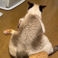 どっしりとした猫の後ろ姿