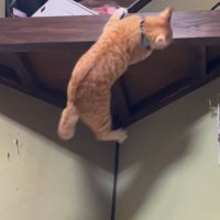 落ちそうになる猫