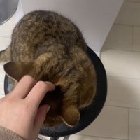 頭を撫でられる猫