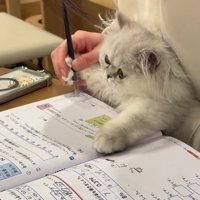 勉強をしている子供の膝の上にいる子猫
