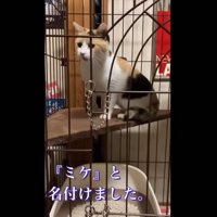 ケージの中にいる猫