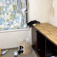 仲良く遊ぶ3匹の子猫