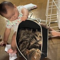 猫が入った箱を持ち上げる赤ちゃん