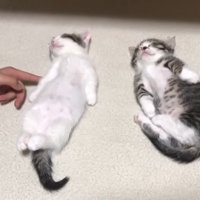 前足を触られる豆大福くん