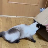 後ろ向きで出てくる猫