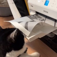 プリンター前に座る猫7