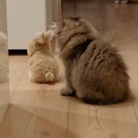 後ろを向く猫 
