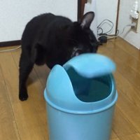 噛もうとする猫