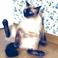 大きくなった猫