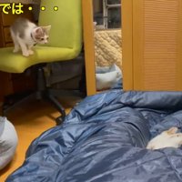 寝ている飼い主の足の間でじゃれる2匹の子猫と椅子の上からジャンプしそうな子猫