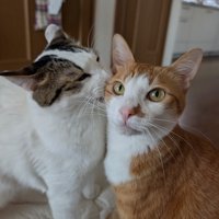 寄り添い合う2匹の猫