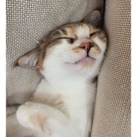 眠っている猫