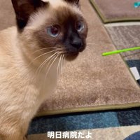 「明日病院だよ」と伝えられた猫