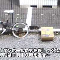 道においてある段ボールと子猫