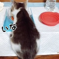 喋りながらウェットフードを食べる子猫
