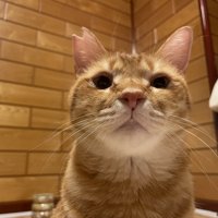 茶トラ猫のアップ