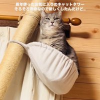 キャットタワーのハンモックで寛ぐサバトラ猫
