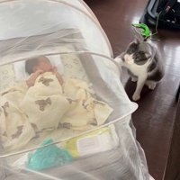 蚊帳をひっかいている猫