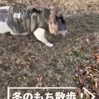 服を着た猫