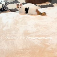 伏せてこちらを見つめる猫