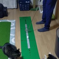 ホールに向かって転がるゴルフボール