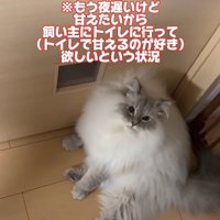 ドアの前で座り込んでいるカメラ目線の猫