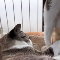 猫の足を触る猫