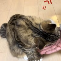 手のひらに噛み付いている猫