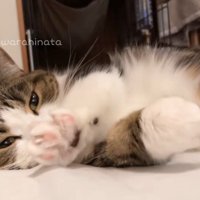 寝転がった体勢で、左右の前足を交互に握る猫