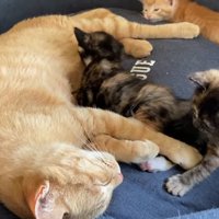 横になる母猫と3匹の子猫