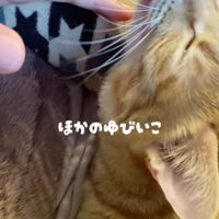 飼い主の指を吸う猫