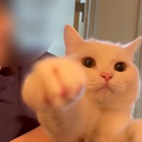 抱っこされている猫