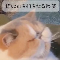 白茶猫の横顔アップ（逆にむち打ちになるわ笑）