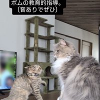 サイベリアンにケンカを売る子猫