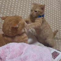 成猫にじゃれる子猫