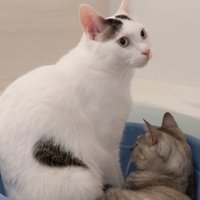 マロちゃんと一緒に桶へ入るチロくん