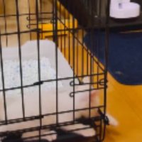 ケージの中にいる子猫