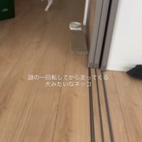 走っている猫