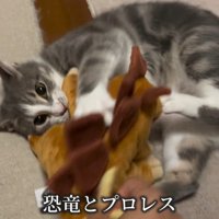 ぬいぐるみで遊ぶ猫
