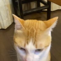 飼い主の手の匂いを嗅ぐ猫