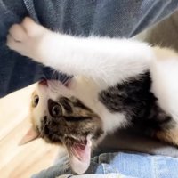 保護主さんの腕を噛む三毛さん