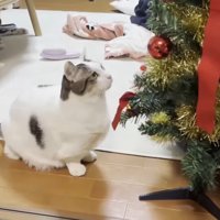 ツリーを見上げる豆大福くん