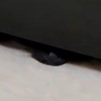 黒猫の鼻