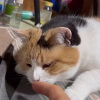 キスする猫