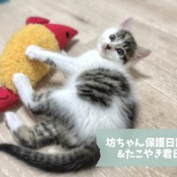 坊ちゃんの紹介写真