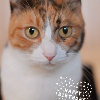 三毛猫の顔