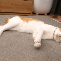 寝転んで遊ぶ猫