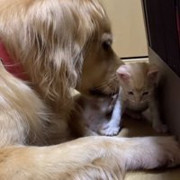 目の前を横切る子猫に顔を近づける犬