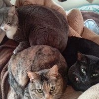 ベッドにいる猫たち